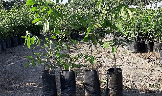 Грецкий Орех Левина